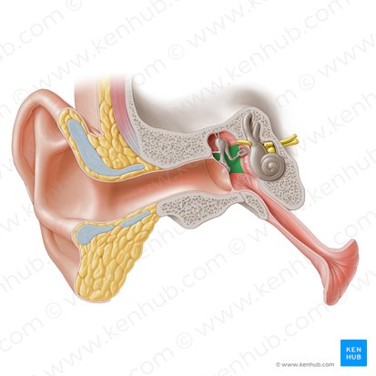 Mastoid wall of tympanic cavity (Paries mastoideus cavitatis tympani); Image: Paul Kim