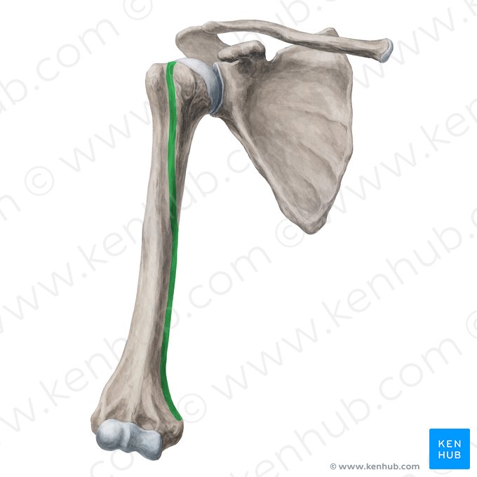 Borde medial del húmero (Margo medialis humeri); Imagen: Yousun Koh