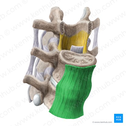 Anterior longitudinal ligament (Ligamentum longitudinale anterius); Image: Liene Znotina