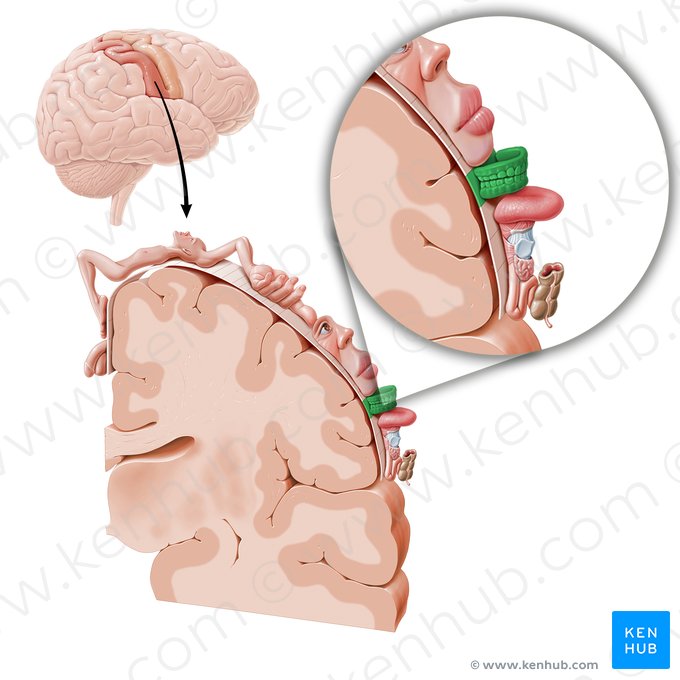 Sensory cortex of teeth (Cortex sensorius dentium); Image: Paul Kim