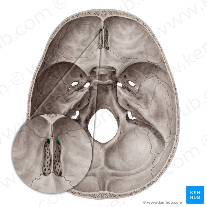 Forame etmoidal anterior (Foramen ethmoidale anterius); Imagem: Yousun Koh