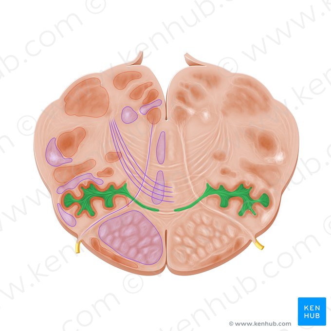 Olivocerebellar tract (Tractus olivocerebellaris); Image: Paul Kim