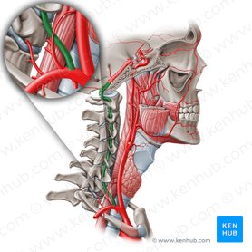 Arteria vertebral (Arteria vertebralis); Imagen: Paul Kim