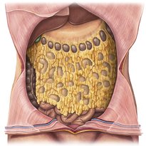 Peritoneum