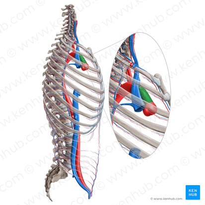 Aorta ascendente (Aorta ascendens); Imagen: Paul Kim