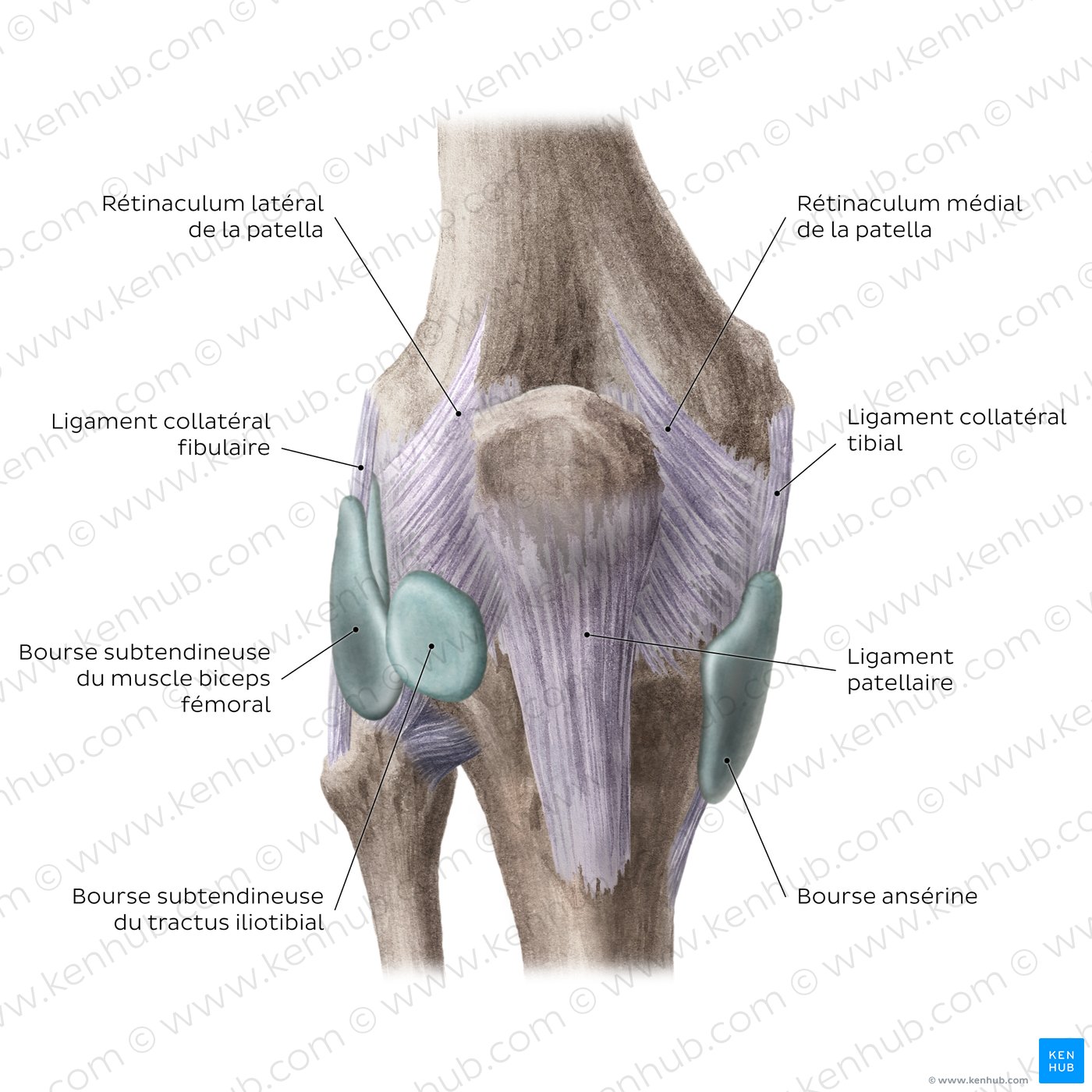 Articulation du genou : bourses séreuses et ligaments extracapsulaires (vue antérieure)