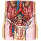 Lymphatics of the male genitalia