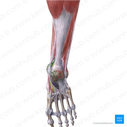 Arteria tibial posterior (Arteria tibialis posterior); Imagen: Liene Znotina