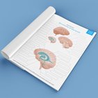 Parts of the brain: Learn with diagrams and quizzes