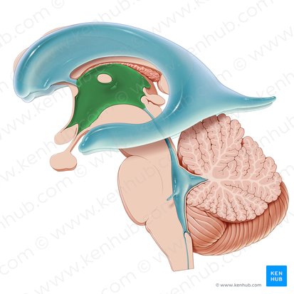 Ventriculus tertius (Dritter Ventrikel); Bild: Paul Kim