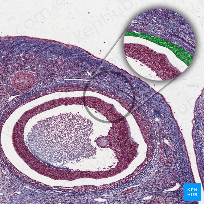 Theca interna cells; Image: 