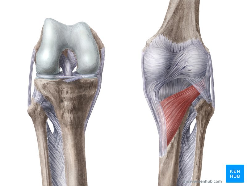 Articulação do joelho - vistas anterior (esquerda) e posterior (direita)