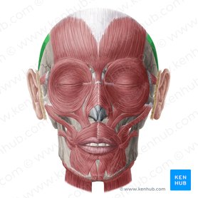 Músculo auricular superior (Musculus auricularis superior); Imagem: Yousun Koh
