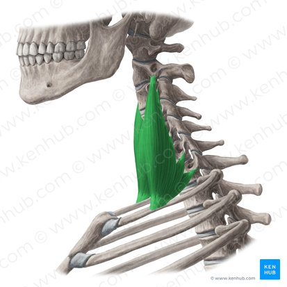 Músculo escaleno médio (Musculus scalenus medius); Imagem: Yousun Koh