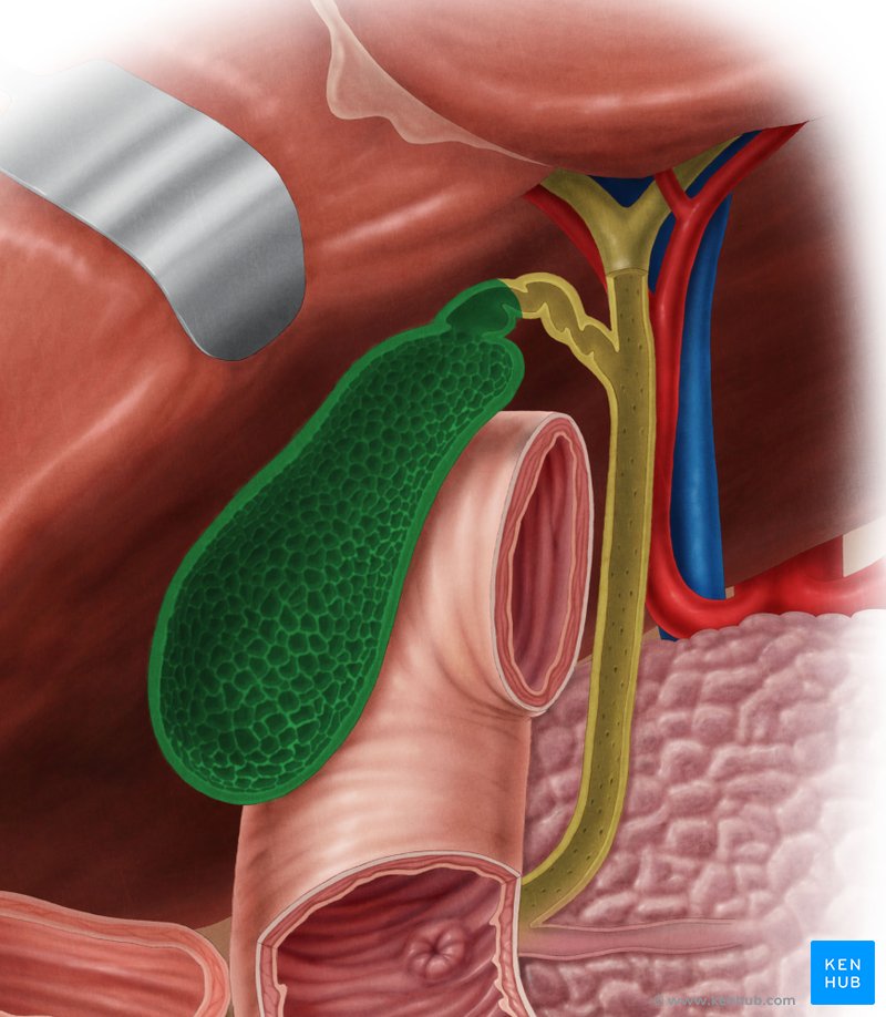 Vesícula biliar - vista anterior (verde)