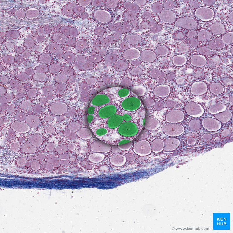 Pseudounipolar neuron - histological slide