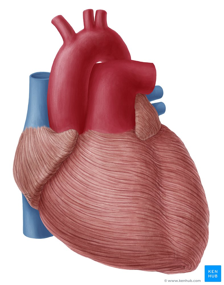 COVERINGS OF THE HEART  Human body diagram, Human body organs