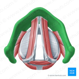 Thyroid cartilage (Cartilago thyroidea); Image: Paul Kim