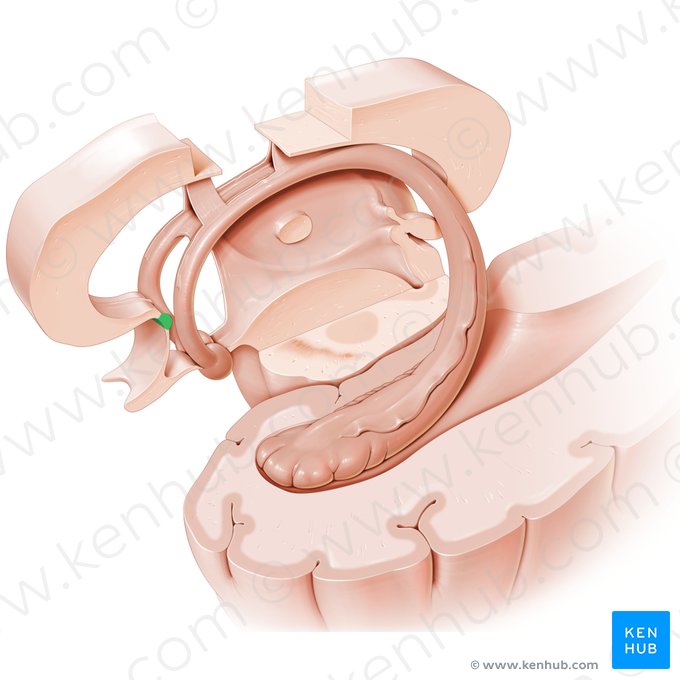 Comisura anterior (Commissura anterior); Imagen: Paul Kim