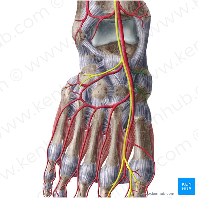 Arterias tarsianas mediales (Arteriae tarseae mediales); Imagen: Liene Znotina