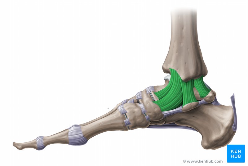 Tibial collateral ligament - medial view