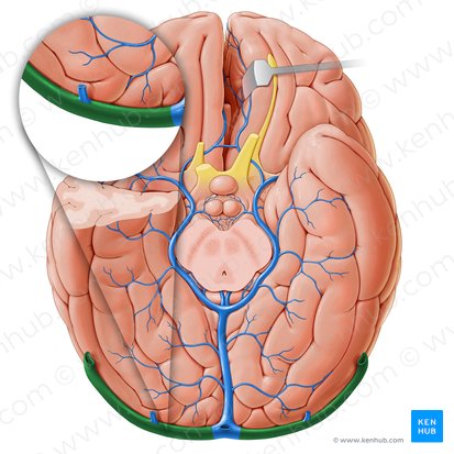 Sinus transversus (Querverlaufender Blutleiter); Bild: Paul Kim