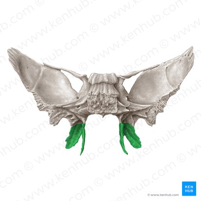 Processo pterigóideo do osso esfenoide (Processus pterygoideus ossis sphenoidalis); Imagem: Samantha Zimmerman