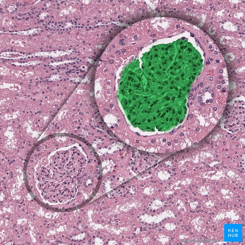 Glomerulus (Histologie)