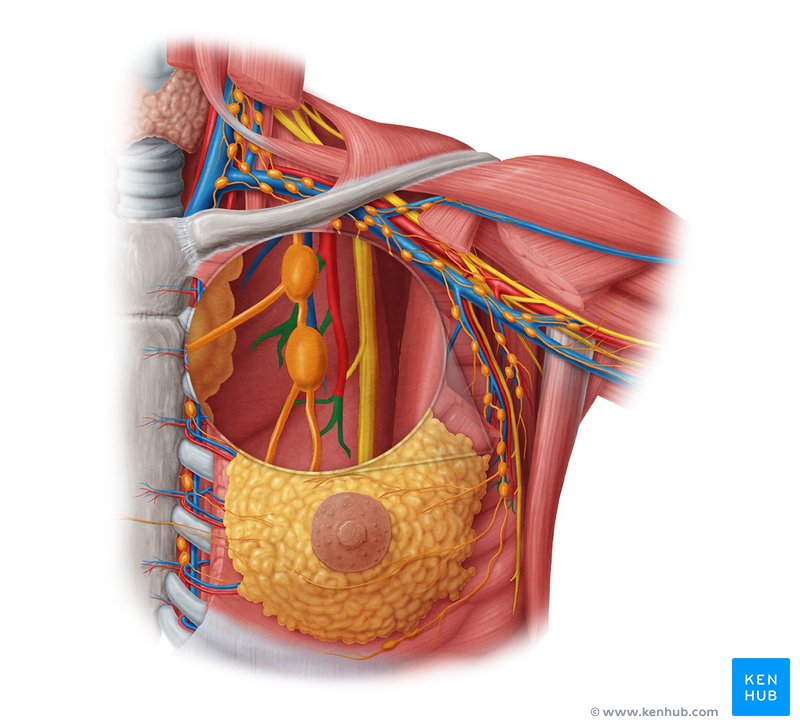 Lateral mammary branches of lateral thoracic artery (Rami mammarii laterales arteriae thoracicae lateralis)