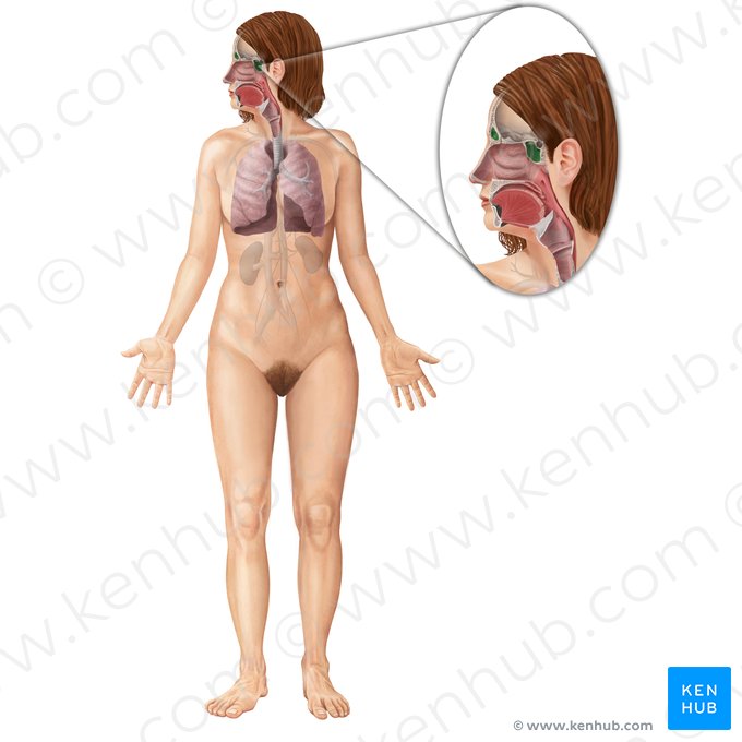 Paranasal sinuses (Sinus paranasales); Image: Begoña Rodriguez