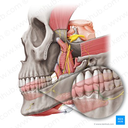 Ramos linguales del nervio lingual (Rami linguales nervi lingualis); Imagen: Paul Kim