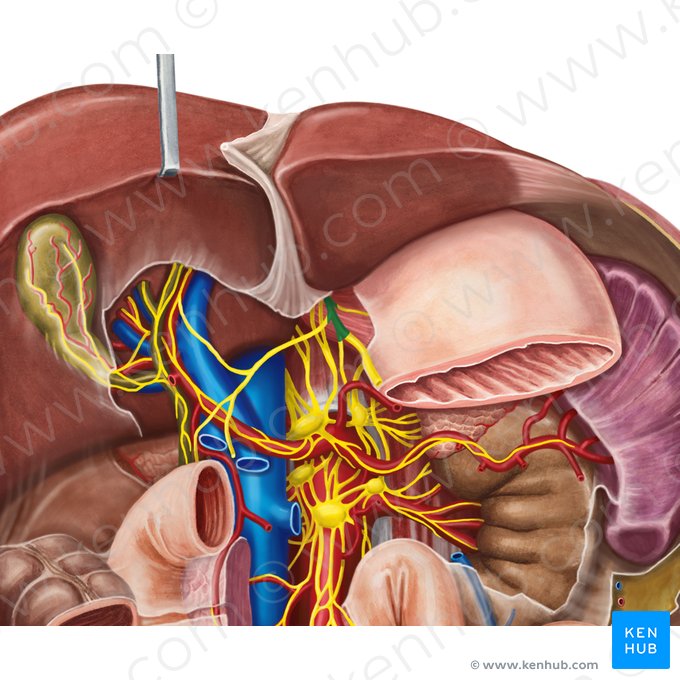 Anterior vagal trunk (Truncus vagalis anterior); Image: Irina Münstermann