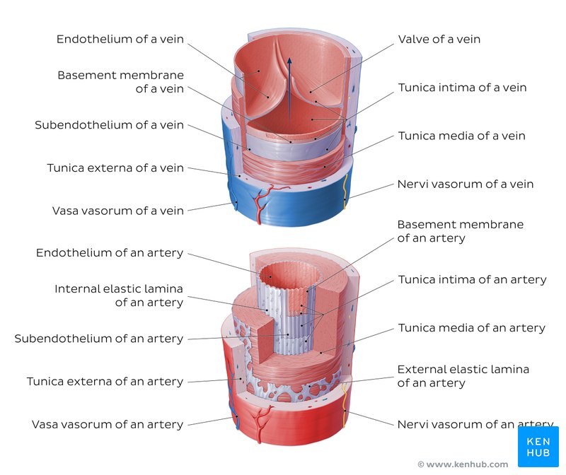 Master blood vessels with quizzes and diagrams | Kenhub