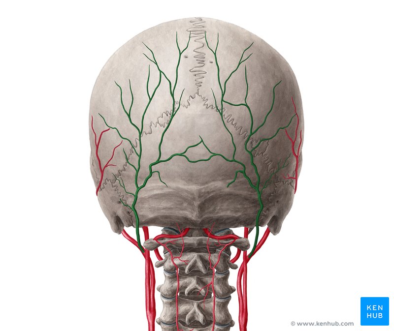 Occipital artery (Arteria occipitalis)