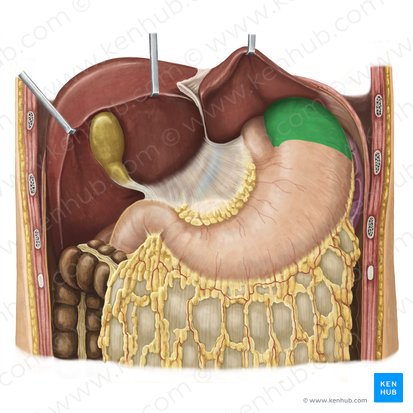 Fundo do estômago (Fundus gastris); Imagem: Irina Münstermann