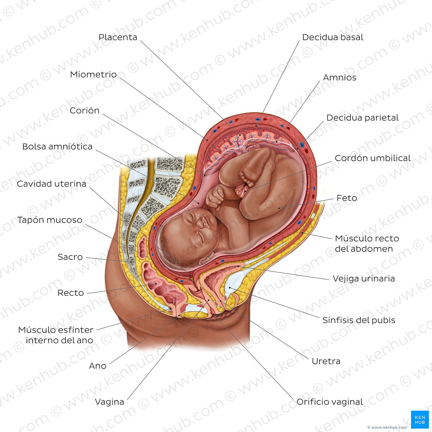 Visión general del feto en el útero