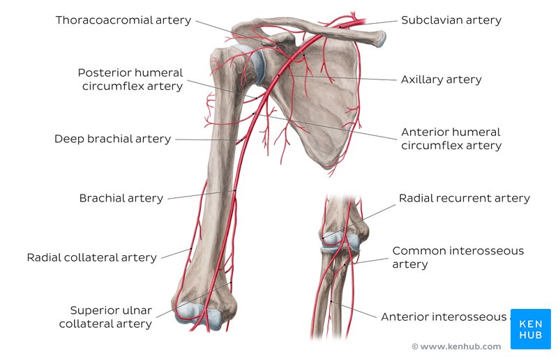 Upper arm vessels - ventral view