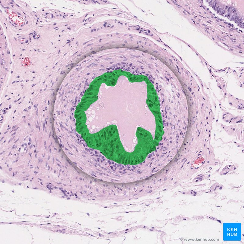 Pseudostratified columnar epithelium with stereocilia - histological slide