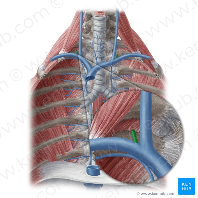 External jugular vein (Vena jugularis externa); Image: Yousun Koh