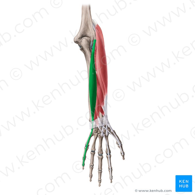 Extensor digiti minimi muscle (Musculus extensor digiti minimi); Image: Yousun Koh