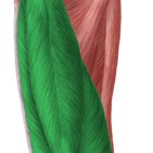 Musculus quadriceps femoris