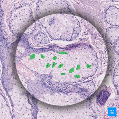 Sebaceous gland cell (Exocrinocytus sebaceus); Image: 