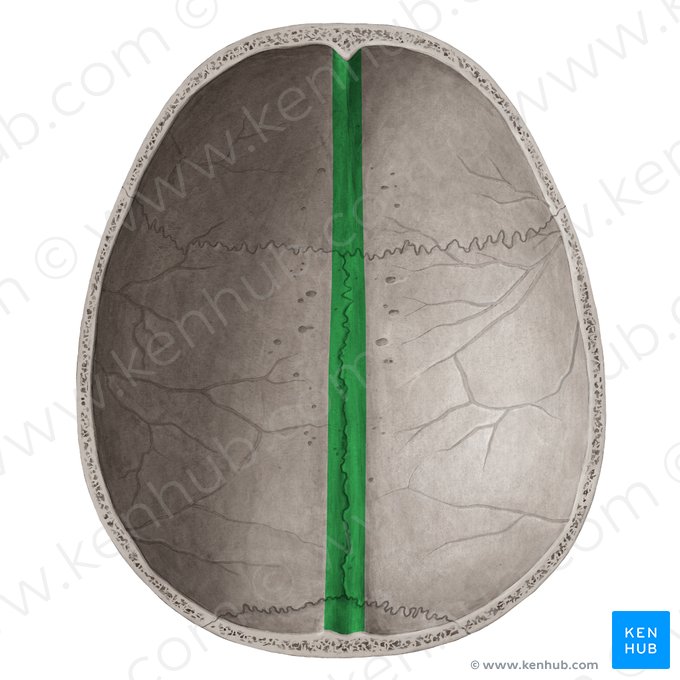 Sulcus sinus sagittalis superioris (Graben des oberen Pfeilblutleiters); Bild: Yousun Koh