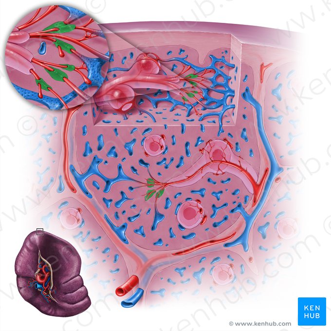 Periarteriolar macrophage sheath (Vagina periarteriolaris macrophagocytica); Image: Paul Kim