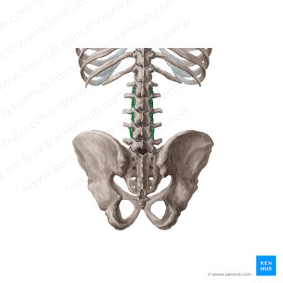 Músculos intertransversários mediais lombares (Musculi intertransversarii mediales lumborum); Imagem: 