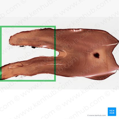 Raíz del diente (Radix dentis); Imagen: 