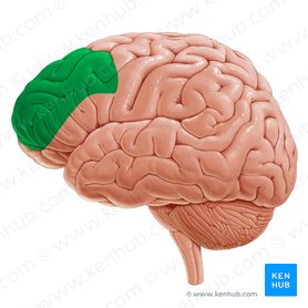 Dorsolateral prefrontal cortex (Cortex prefrontalis dorsolateralis); Image: Yousun Koh