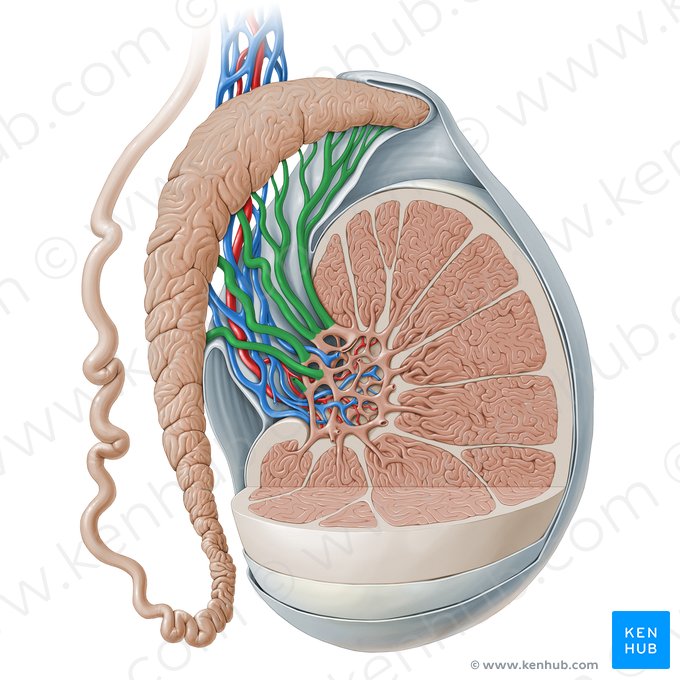 Dúctulos eferentes do testículo (Ductuli efferentes testis); Imagem: Paul Kim