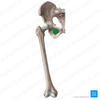 Forame obturado (Foramen obturatum ossis coxae); Imagem: Liene Znotina