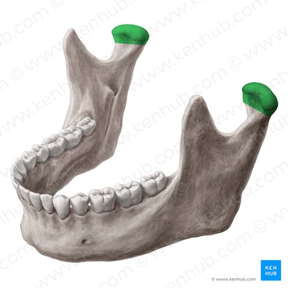 Caput mandibulae (Unterkieferkopf); Bild: Yousun Koh